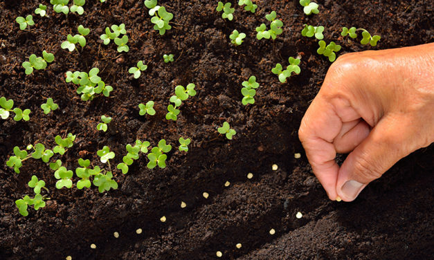 NO SEED… NO GROWTH