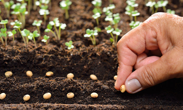 You Reap What YOU Sow