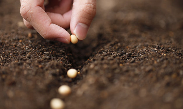 Select the Seed