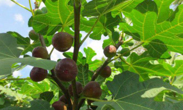 Curse the Fig Tree in your life