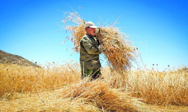 Sowing and Reaping