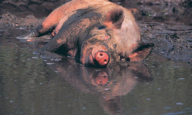 Don’t go back to the mud