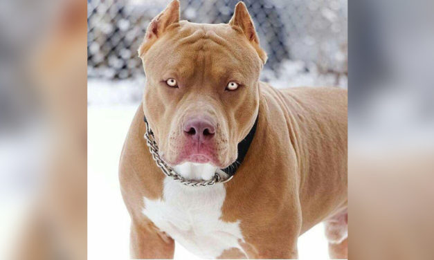 Você deve matar o “pitbull” que existe dentro de você