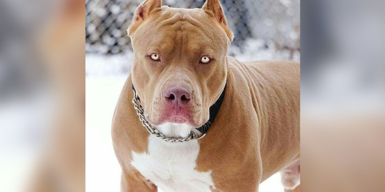 You must kill the pit bull inside