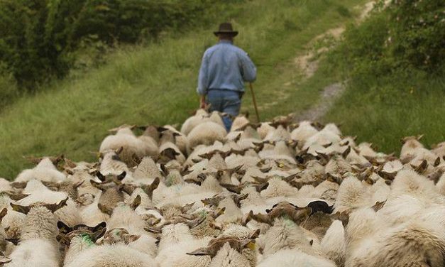 The Good Sheep