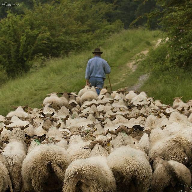 The Good Sheep