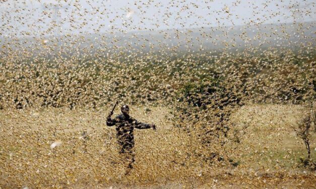 Eles vêm como gafanhotos