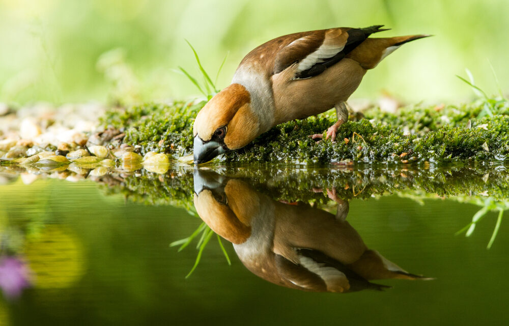 Look in the Mirror 