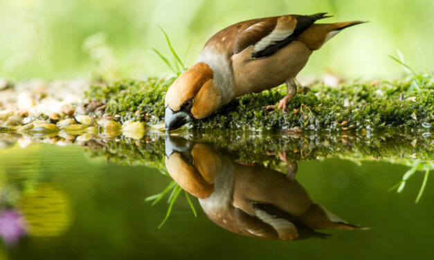 Look in the Mirror 