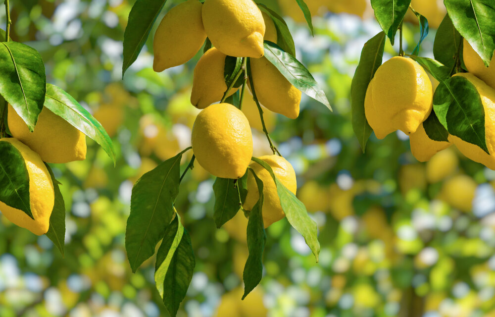 When Life Gives You Lemons…  
