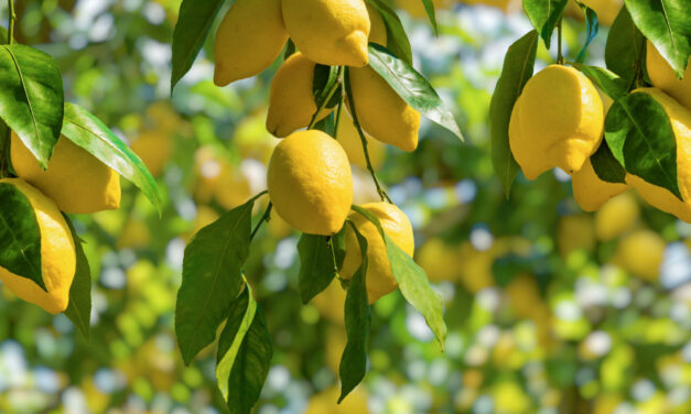 When Life Gives You Lemons…  