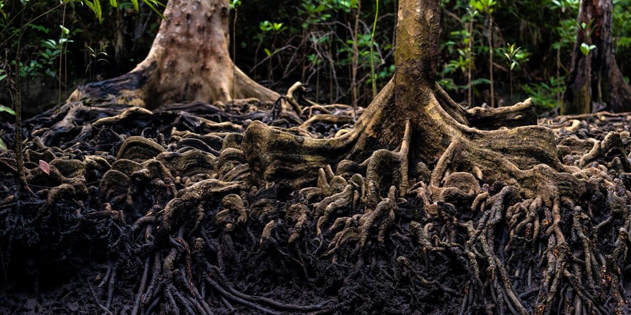 Untouched Roots