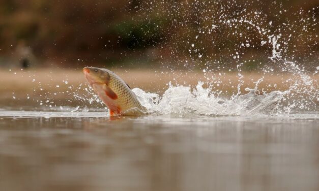 Fish Out of Water
