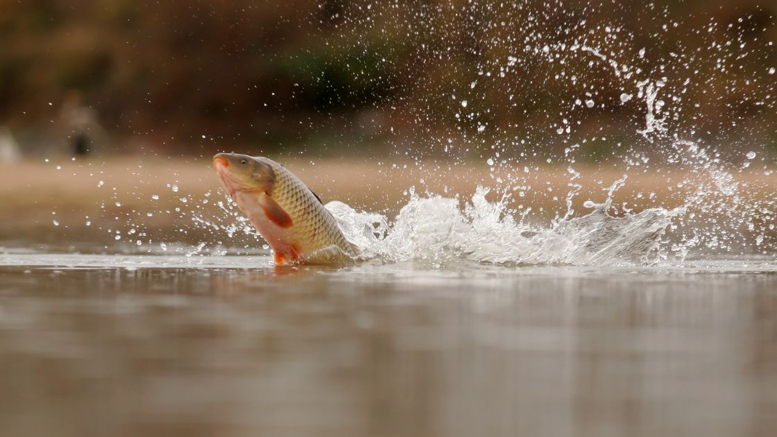 Peixe fora d’água