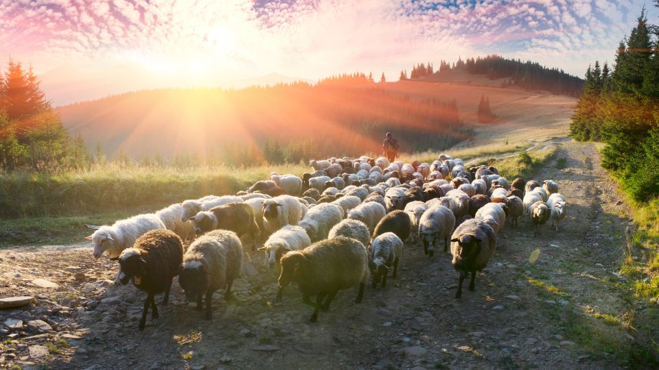 As ovelhas e seu pastor