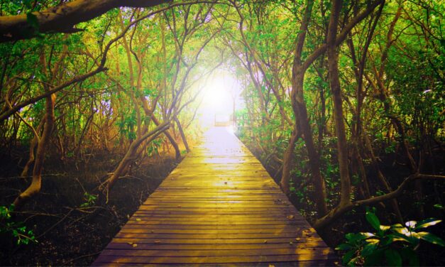 Walking in the Light