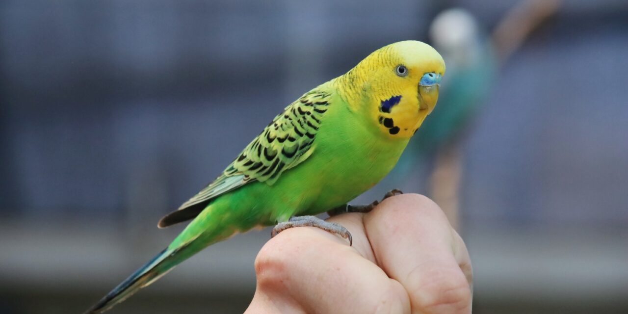 Parakeet Faith