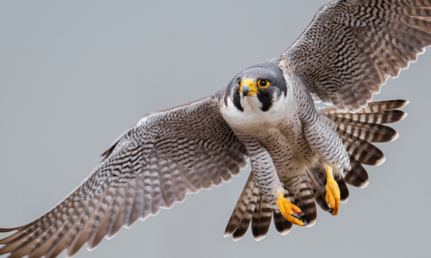 Only God—The Design Behind Flight