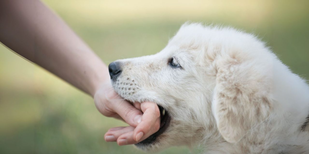 Don’t Bite the Hand That Feeds You