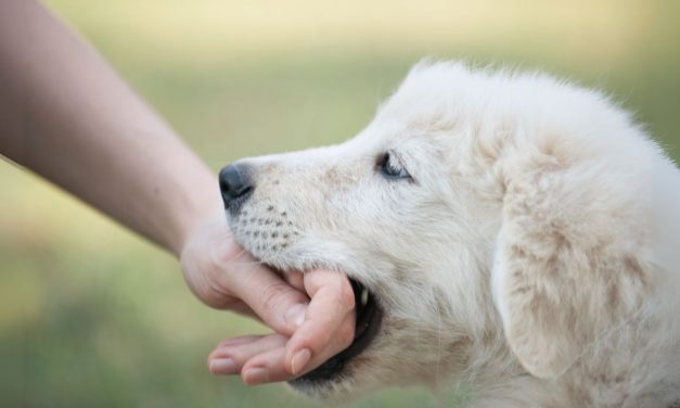 Don’t Bite the Hand That Feeds You