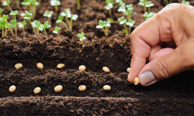 The Power of Seeds