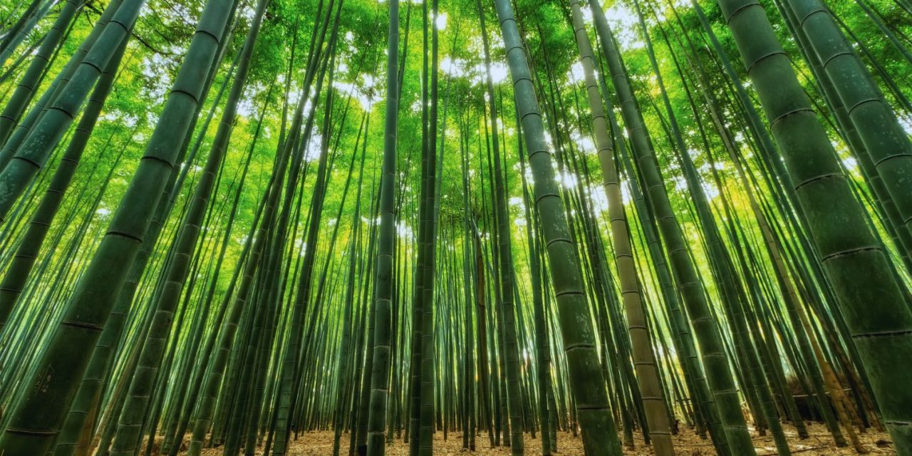 The Unseen Growth