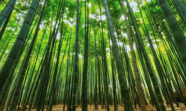 The Unseen Growth