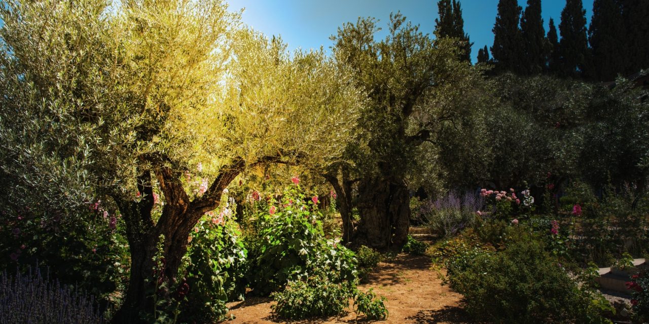 Not My Will, But Yours