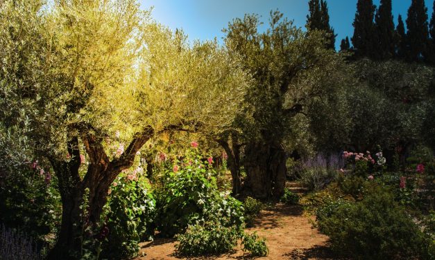 Not My Will, But Yours