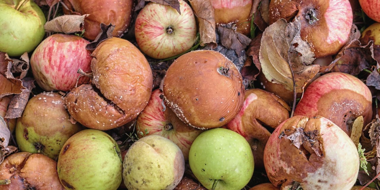 Good Fruit vs. Bad Fruit