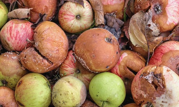 Good Fruit vs. Bad Fruit